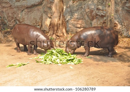 Pygmy hippopotamus skin is greenish-black or brown, shading to a creamy gray on the lower body.