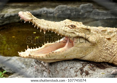 Crocodiles are ambush hunters, waiting for fish or land animals to come close, then rushing out to attack.