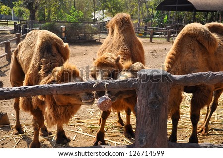Bactrian camel were happy to eat the Mineral Blocks.