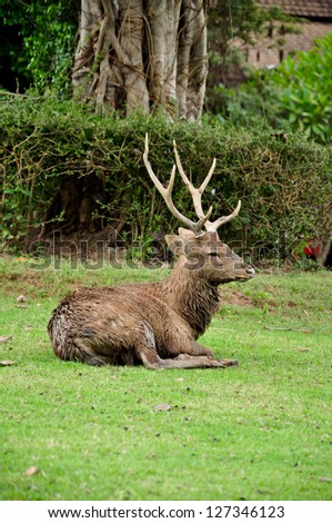Activity in the sika deer occurs mostly from dusk to dawn, though daytime activity is not unknown.