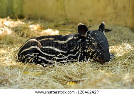 Young tapirs have brown hair with white stripes and spots, a pattern which enables them to hide effectively in the dappled light of the forest.