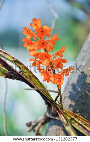 A miniature orchid with an attractive fan of leaves, Ascocentrum miniatum is no less than stunning when its cluster of brilliant orange flowers appears in spring.