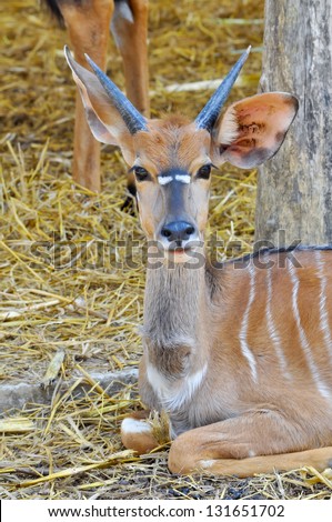 The nyala, also called inyala, is a spiral-horned antelope native to southern Africa.