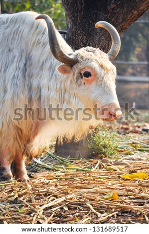A domesticated yak, used as a work animal or raised for meat and milk.