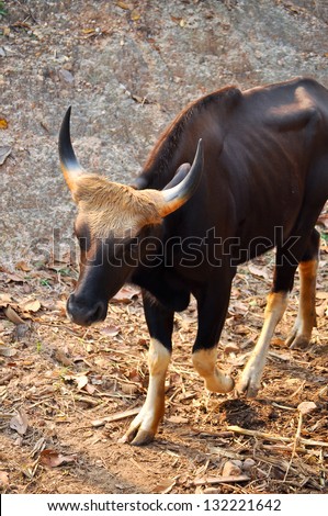 Gaur is a large bovine native to South Asia and Southeast Asia.