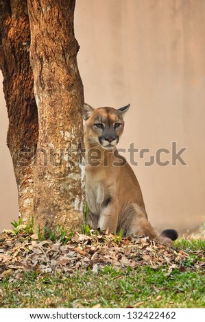 The cougar, also known as the puma