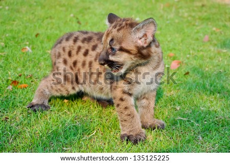 Cougar cubs are born with a full coat of fur. Initially, the fur is a tawny color with black spots on the body and bars on the tail.