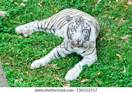 A white tiger in captivity at a zoo. The presence of stripes indicates it is not a true albino.