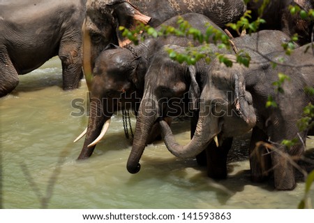 The elephant trunk can hold about four litres of water. Elephants will playfully wrestle with each other using their trunks, but generally use their trunks only for gesturing when fighting.