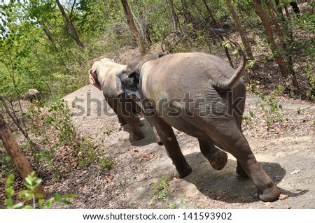 Elephant can exhibit bouts of aggressive behaviour and engage in destructive actions against humans.