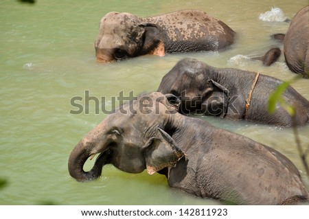 The elephant trunk can hold about four litres of water. Elephants will playfully wrestle with each other using their trunks, but generally use their trunks only for gesturing when fighting.