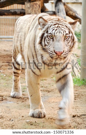 White Bengal tigers eyes are usually blue, but may be green or amber.