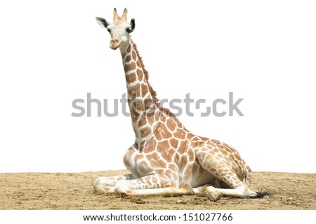 A giraffe\'s habitat is usually found in African savannas, grasslands or open woodlands