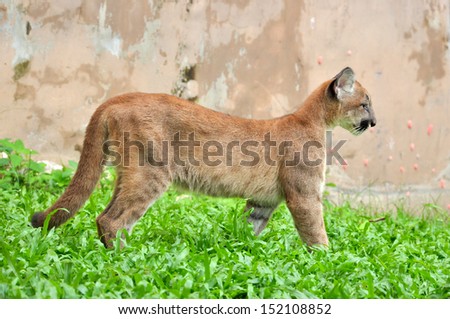 Baby Puma and kitten are very similar. But baby puma is a point along body and will fade as it grow up.