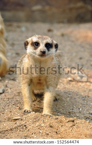 Meerkats are comical, social mongooses widely distributed throughout southern Africa
