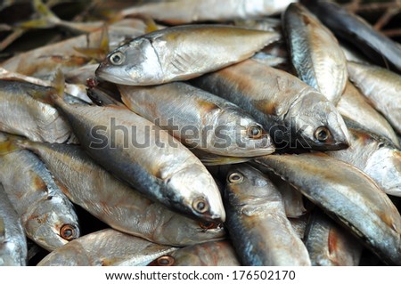 Mackerel fish used as food in Thailand is sold fresh Mackerel fish and steamed Mackerel fish.
