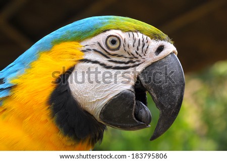 Blue-and-Gold Macaw, a bird with feathers in 2 colors, blue and yellow. Some may look to go with that gold has another name called. Blue-and-Gold Macaw