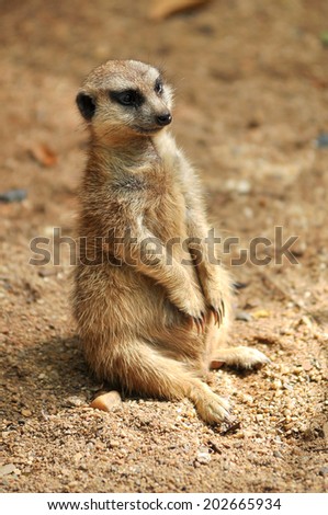 meerkat was sitting on the sand around to watch out for enemies.