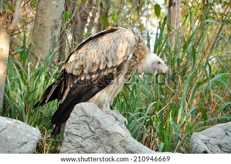 Vulture is scavenger on carcasses of dead animals on African plains.