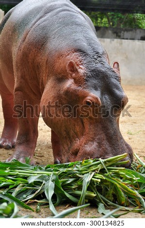 Hippopotamus do not eat while in the water and arent known to graze on aquatic plants.