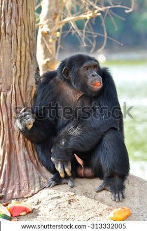 Chimpanzees are intelligent animals that are similar to humans and are strong.
