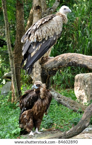 The Cinereous Vulture is believed to be the largest bird of prey in the world. The Himalayan Griffon Vulture is even larger than the European Griffon Vulture.