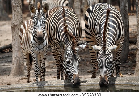 The unique stripes of zebras make these among the animals most familiar to people.