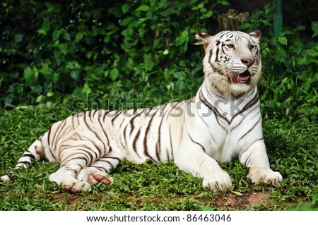 To date, the only known white tigers have been from the Bengal tiger subspecies.
