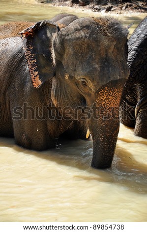 Elephants are the largest living land animals on Earth today.