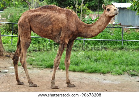 Largest Camel