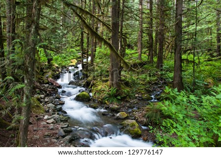 Mountain forest stream