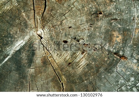 Cross section 730-year-old Douglas fir (Pseudotsuga menziesii) tree rings