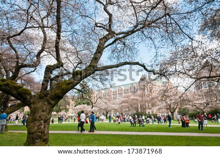 Seattle, Wa - March 24, 2012: People Among Yoshino Cherry Trees (Prunus X Yedoensis) And Collegiate Gothic Style Buildings On Liberal Arts Quad On University Of Washington Campus.