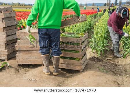MOUNT VERNON, WA - APR 10, 2014: Migrant Agricultural Workers Picking Tulips and placing them in pallets in Skagit Valley north of Seattle, Washington. Blurred tulip field in background.