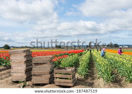 MOUNT VERNON, WA - APR 10, 2014: Migrant Workers Picking Tulips on Commercial Flower Farm in Skagit Valley, north of Seattle. Pallets for cut stems stacked in front of tulip field.