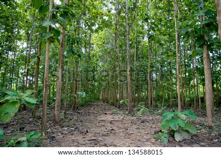 Teak forests to the environment