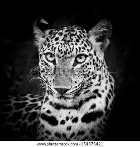 Black And White Leopard Portrait