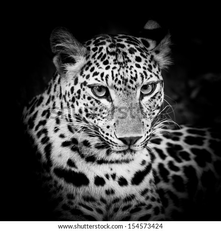 Black and White Leopard Portrait