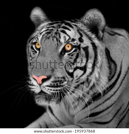 black and white tiger