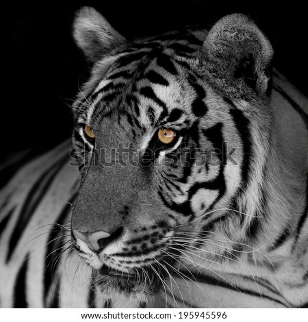 black and white tiger