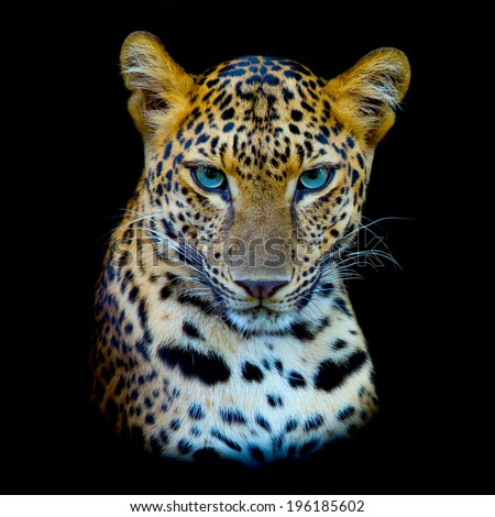 Leopard portrait Leopard portrait