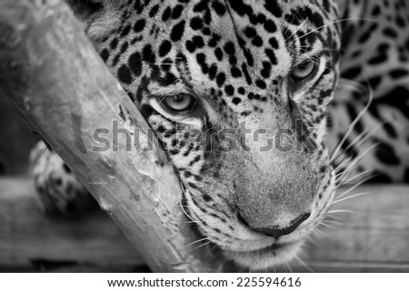 black and white jaguar