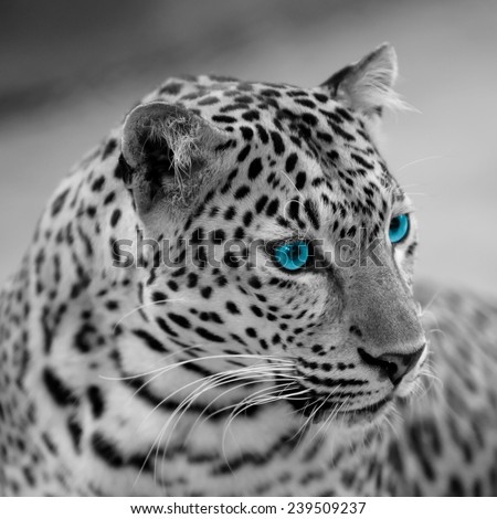 black and white jaguar