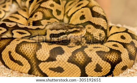 Python Royal python