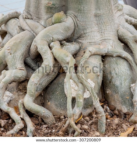 Root of Adenium obesum tree or Desert rose in flowerpot.
