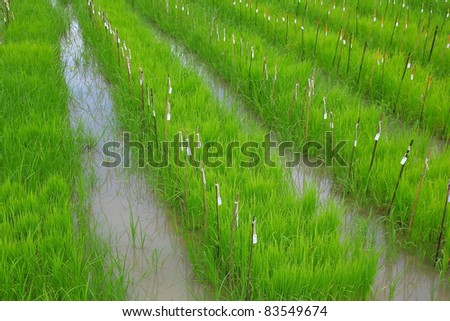 rice field research