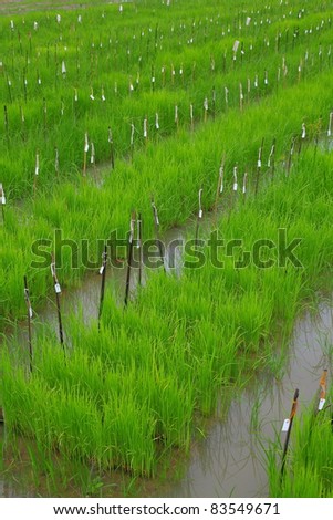 rice field research