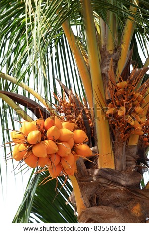 palm yellow