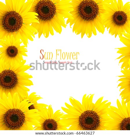 beautiful sunflowers on white background