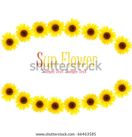 beautiful sunflower on white background